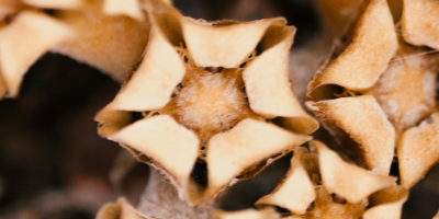 A91kpjpod_1tz7oop_p3s