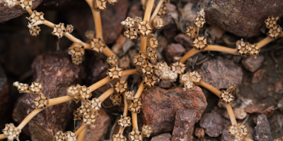 A91yccjkd_mucqmm_ixg